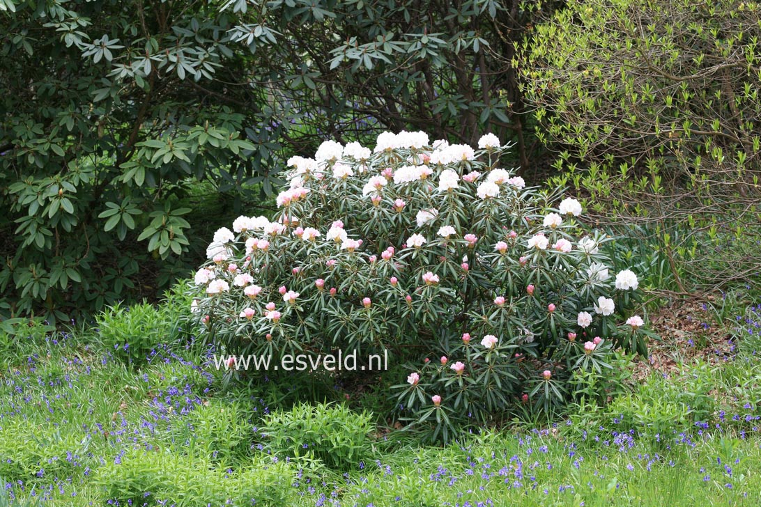 Rhododendron degronianum