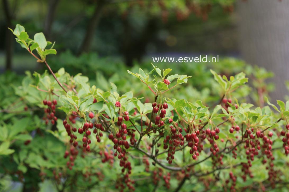 Enkianthus cernuus rubens