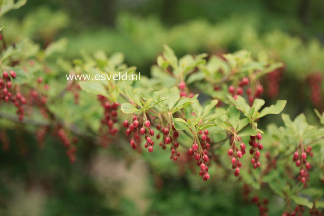 Enkianthus cernuus rubens