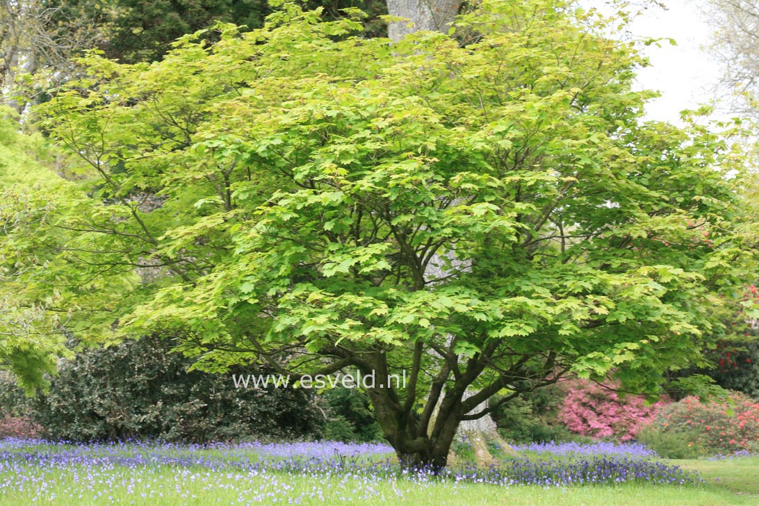 Acer japonicum 'Vitifolium'