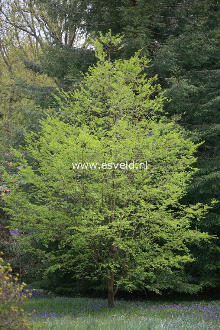 Styrax japonicus