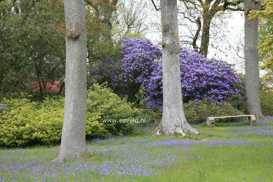 Rhododendron augustinii