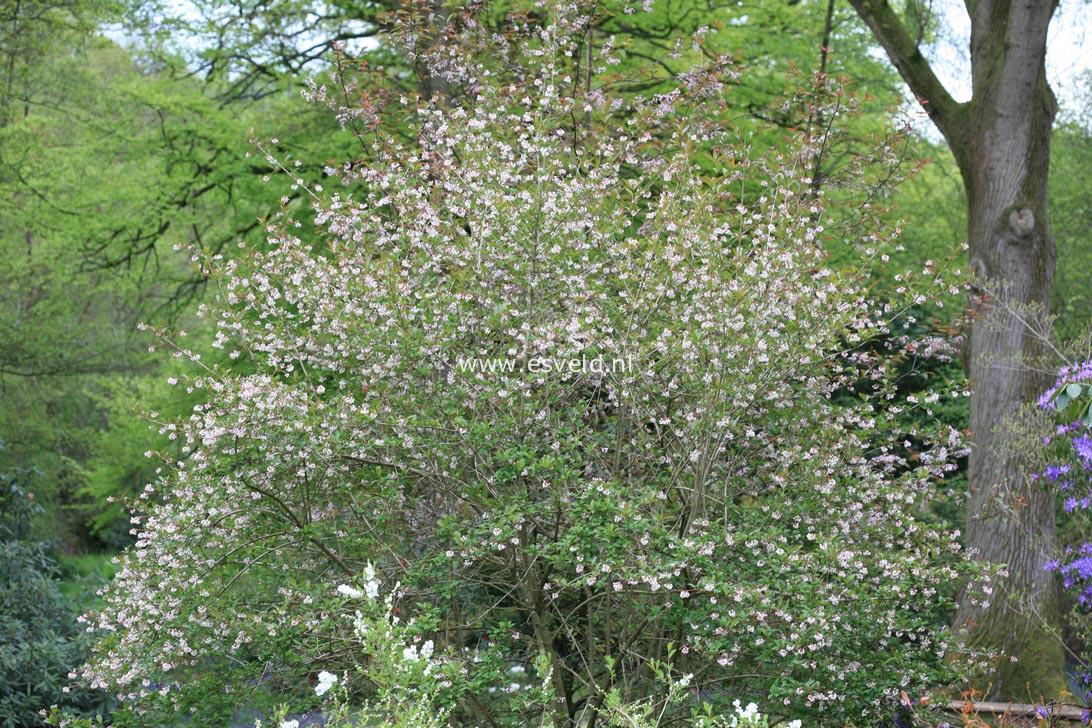 Viburnum chingii