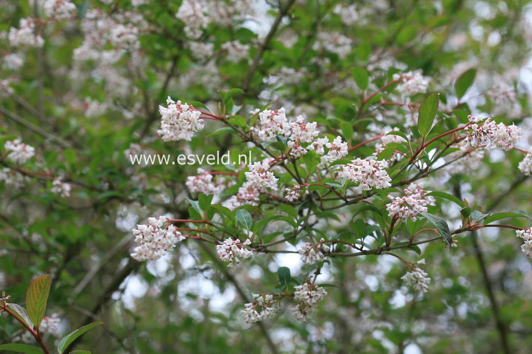 Viburnum chingii