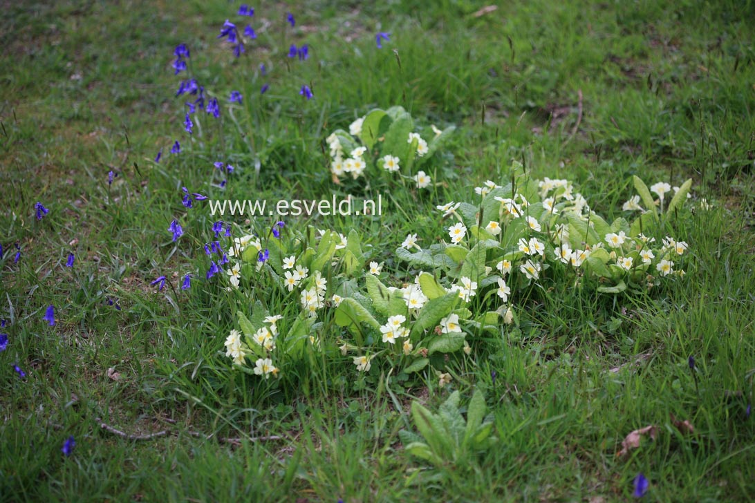 Primula vulgaris