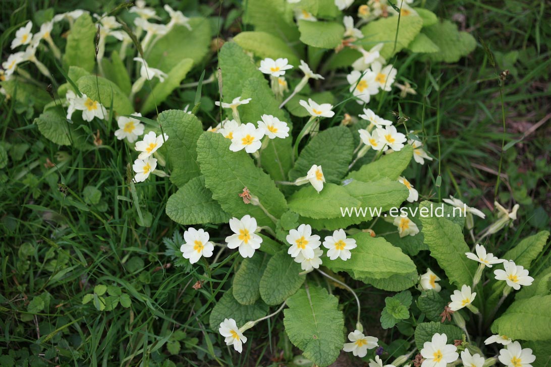 Primula vulgaris