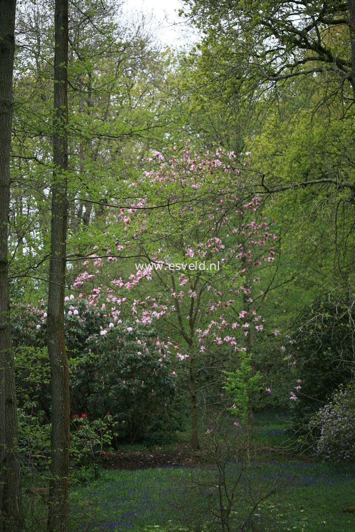 Magnolia 'Star Wars'