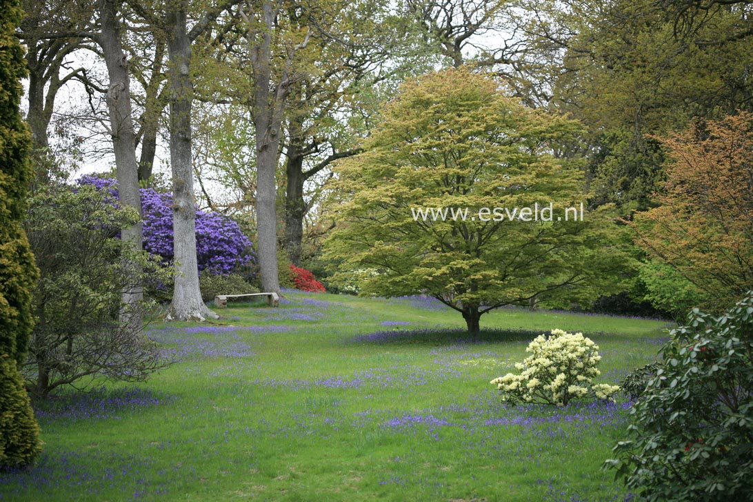 Acer palmatum