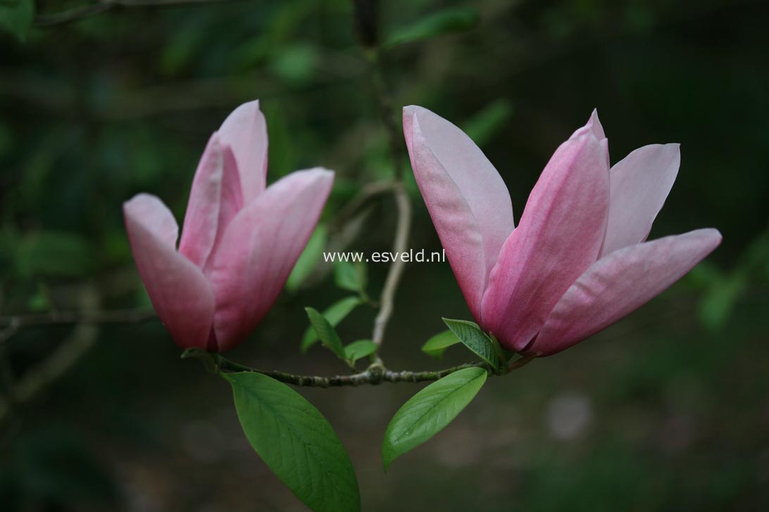 Magnolia 'Star Wars'