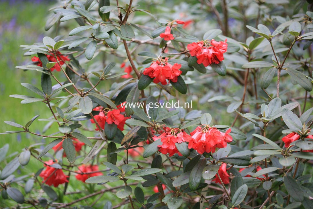 Rhododendron dichroanthum