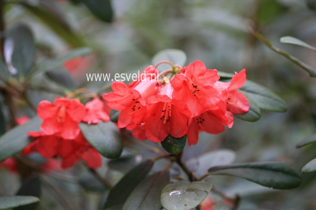 Rhododendron dichroanthum