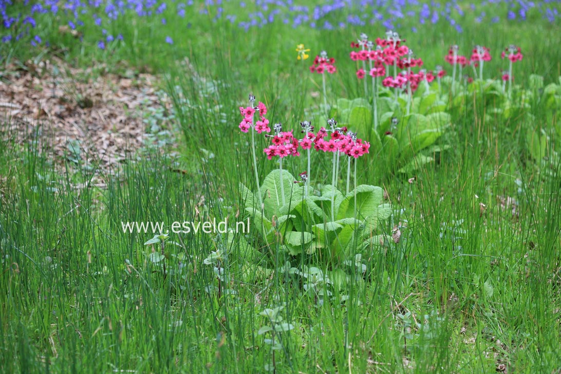 Primula japonica 'Miller's Crimson'