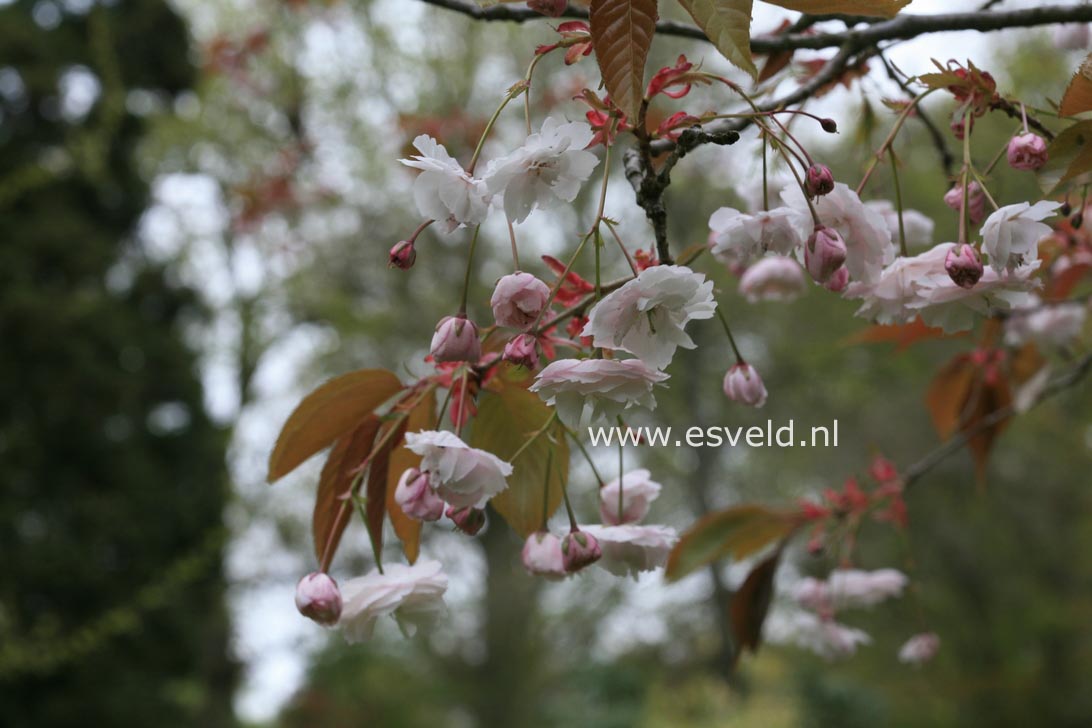 Prunus serrulata 'Fugenzo' (syn. 'Shirofugen')