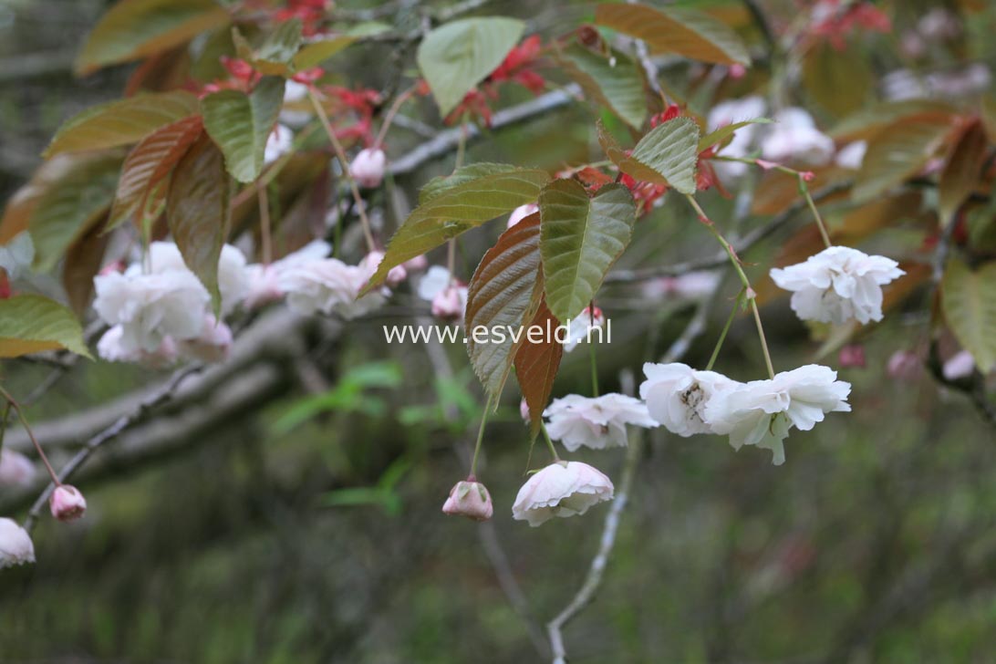 Prunus serrulata 'Fugenzo' (syn. 'Shirofugen')