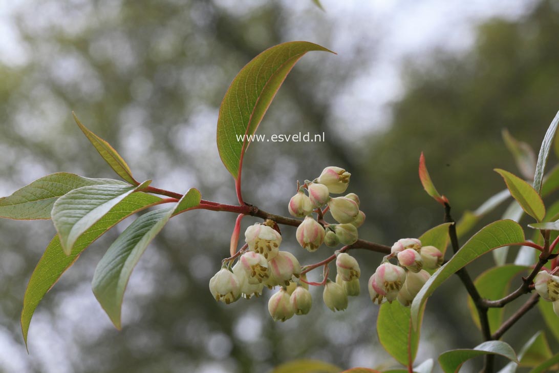 Plantentuin Esveld