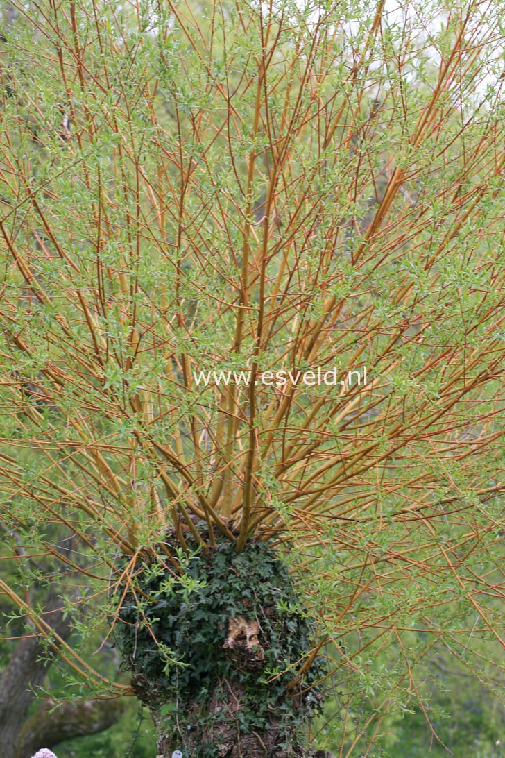 Salix alba 'Chermesina'