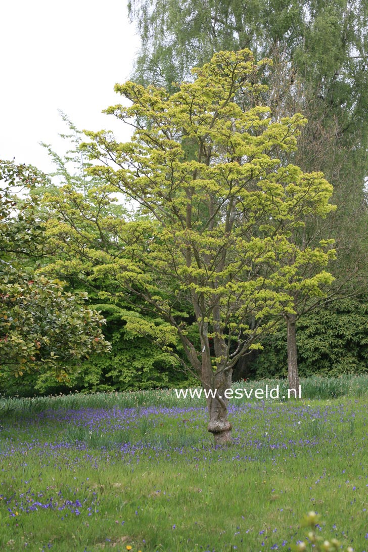 Acer shirasawanum 'Aureum'