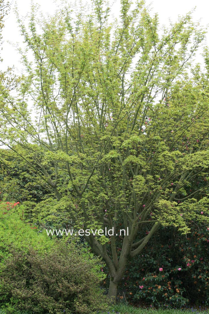 Acer davidii 'Rosalie'