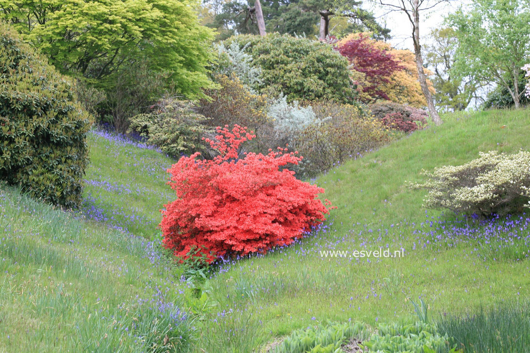 Azalea japans, onbenaamd