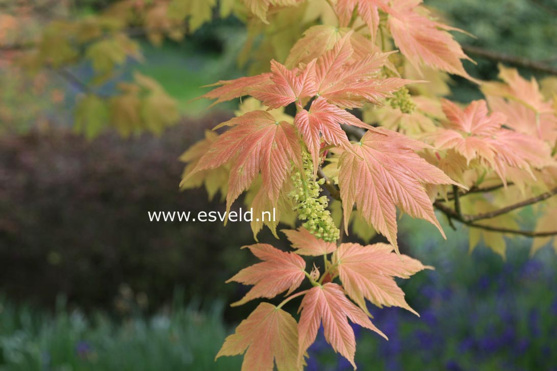 Acer pseudoplatanus 'Brilliantissimum'