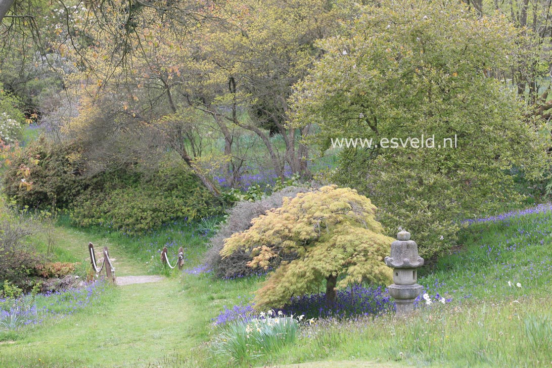 Acer palmatum 'Dissectum Rubrifolium'