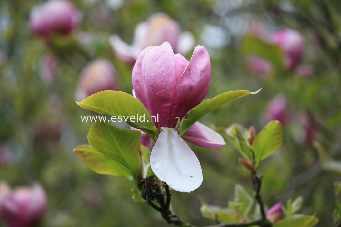 Magnolia soulangeana 'Lennei'