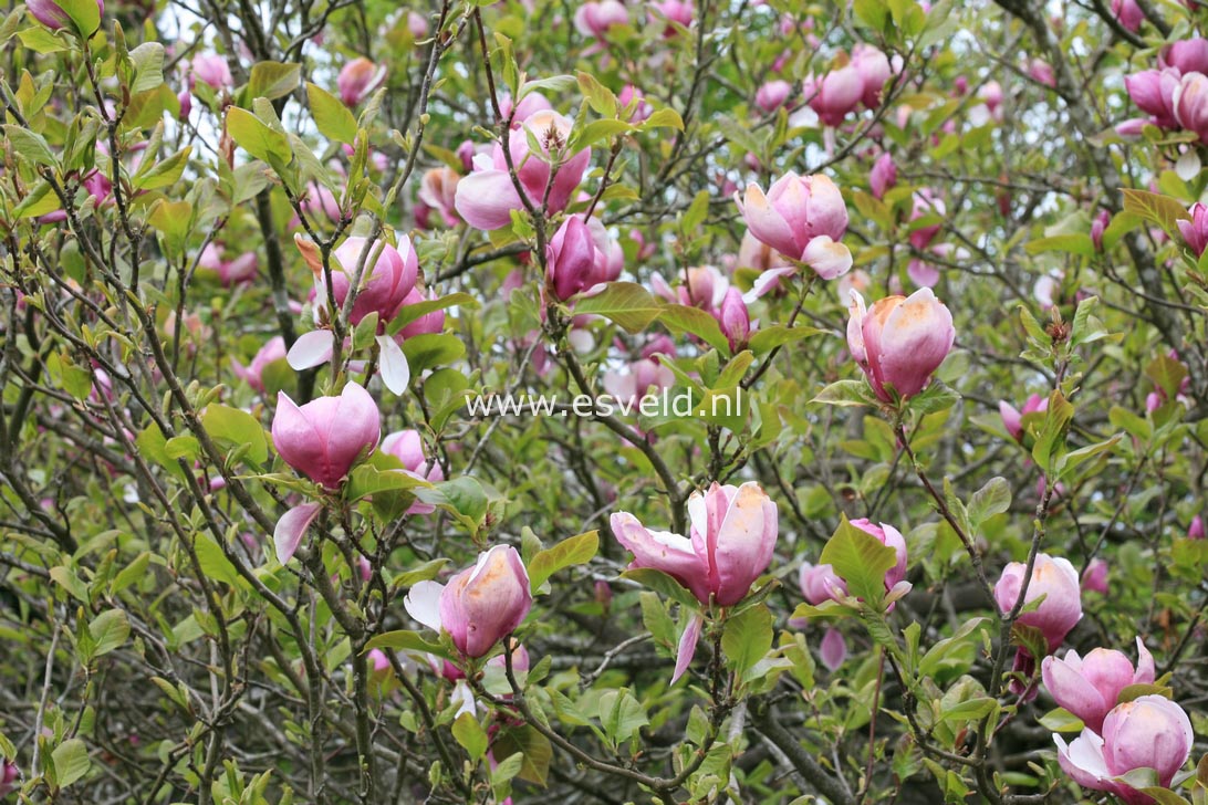 Magnolia soulangeana 'Lennei'