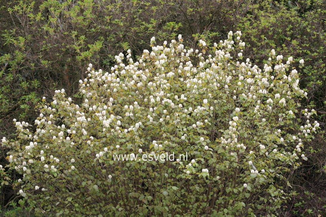 Fothergilla major