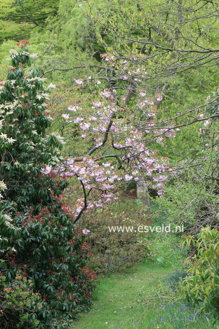 Prunus serrulata 'Fugenzo' (syn. 'Shirofugen')