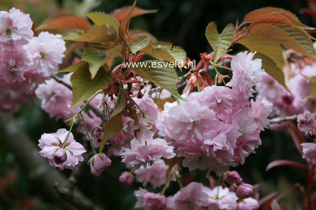 Prunus serrulata 'Fugenzo' (syn. 'Shirofugen')