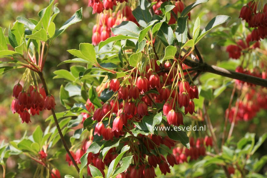 Enkianthus campanulatus 'Showy Lantern'