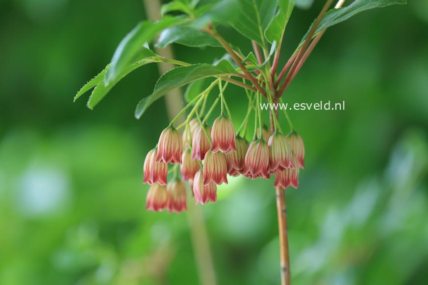 Enkianthus campanulatus 'Red Velvet'