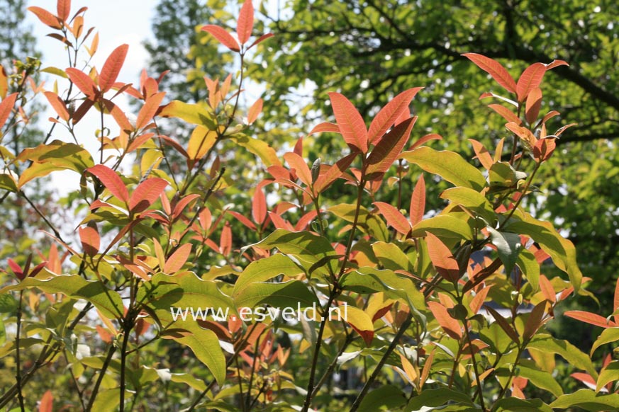 Osmanthus yunnanensis