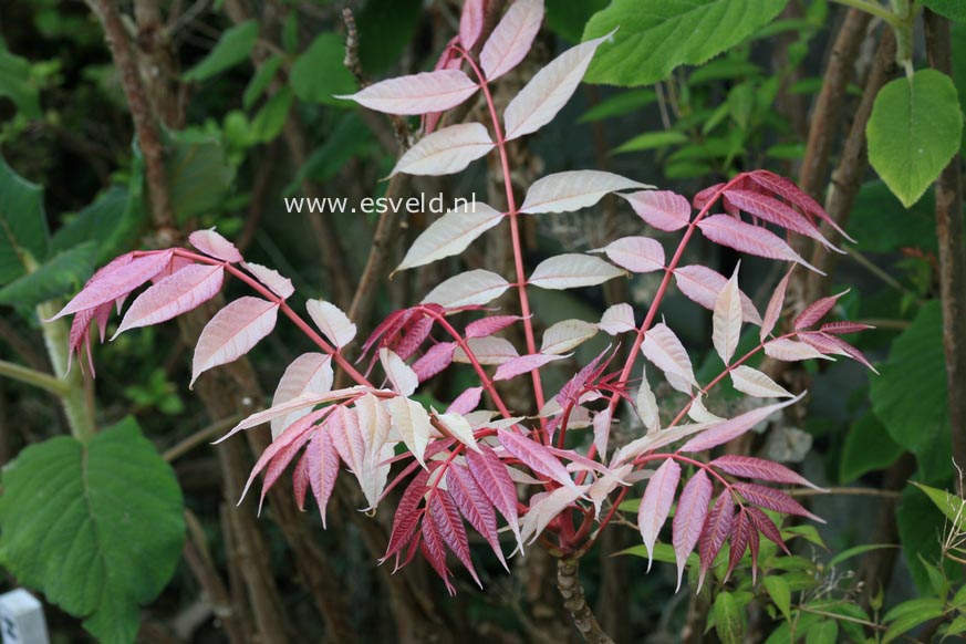 Toona sinensis 'Flamingo'