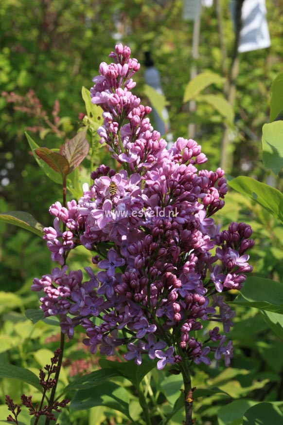 Syringa hyacinthiflora 'Pink Spray'