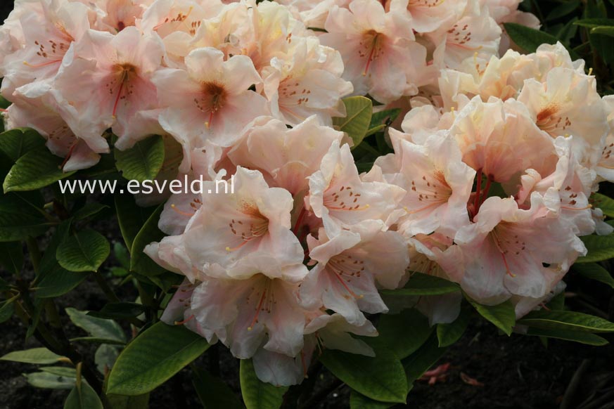 Rhododendron 'Golden Melody'