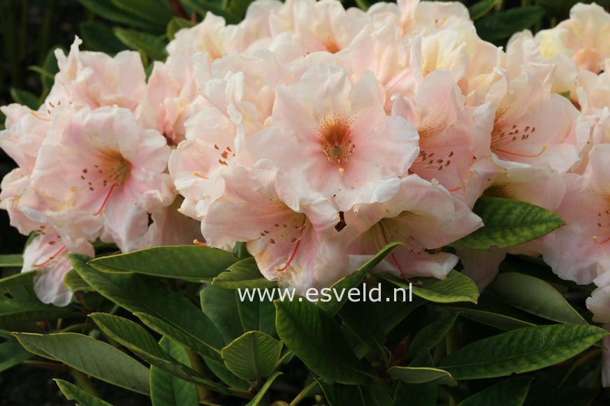 Rhododendron 'Golden Melody'