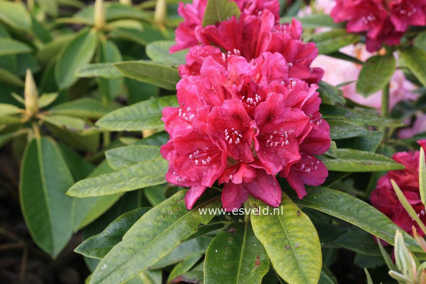 Rhododendron 'Old Port'