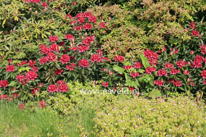 Rhododendron 'Black Sport'