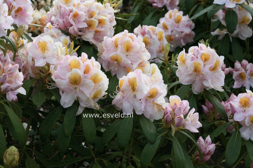 Rhododendron 'Mrs. J.G. Millais'