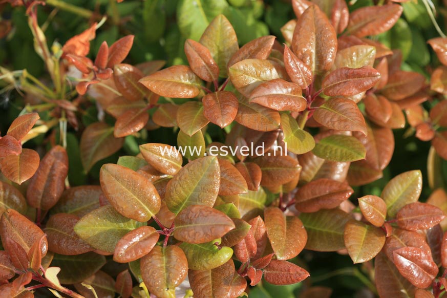 Rhododendron 'Karl Foerster'