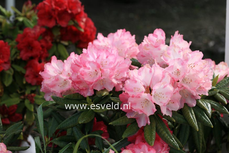 Rhododendron 'Barmstedt'