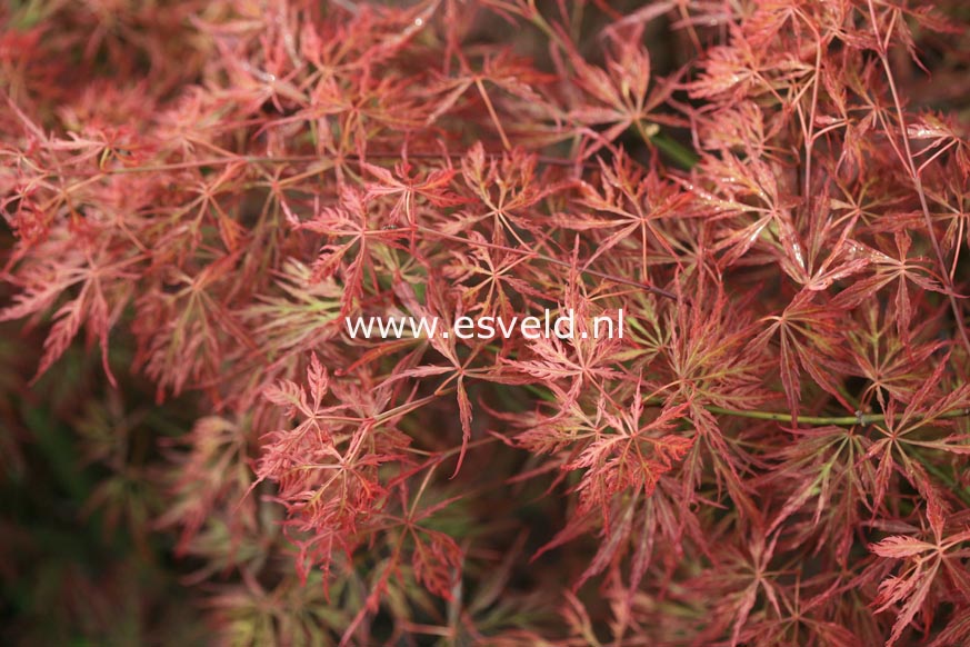 Acer palmatum 'Otto's Dissectum'