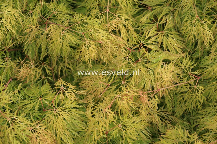 Acer palmatum 'Ellen'