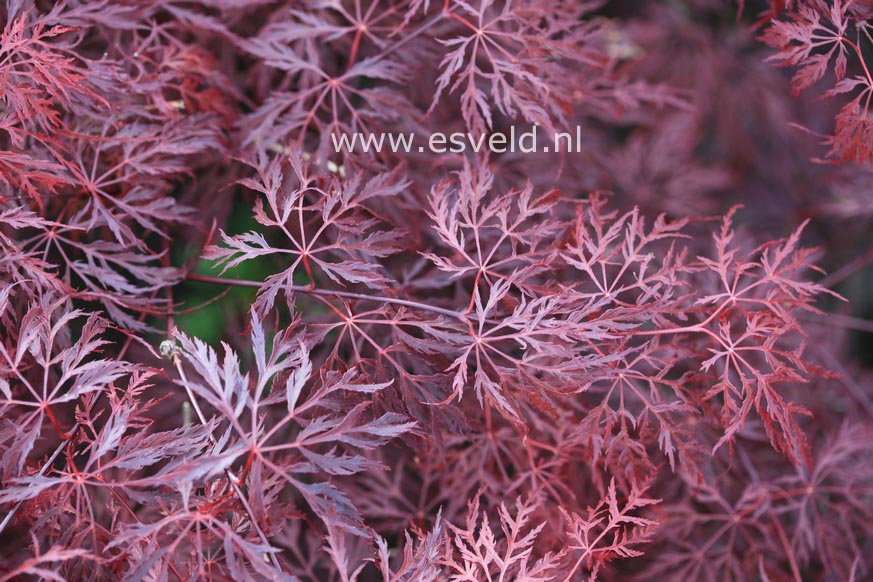 Acer palmatum 'Mischa'