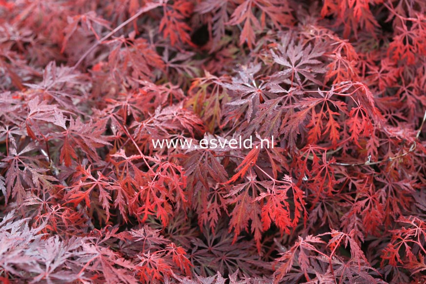 Acer palmatum 'Orangeola'