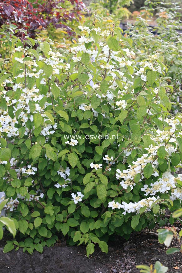 Viburnum plicatum 'Shasta'