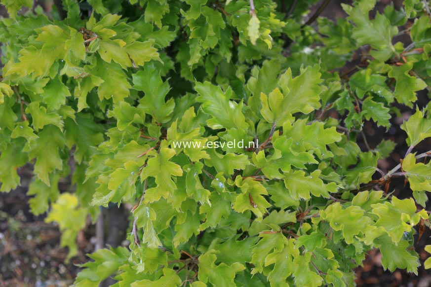 Fagus sylvatica 'Rohan Gold'