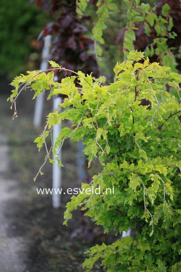 Fagus sylvatica 'Rohan Gold'