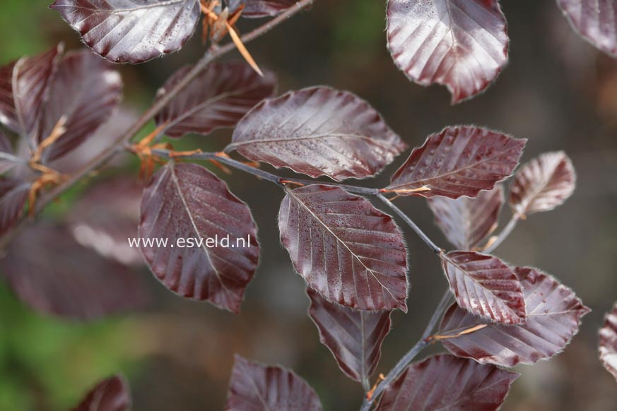 Fagus sylvatica 'Spaethiana'
